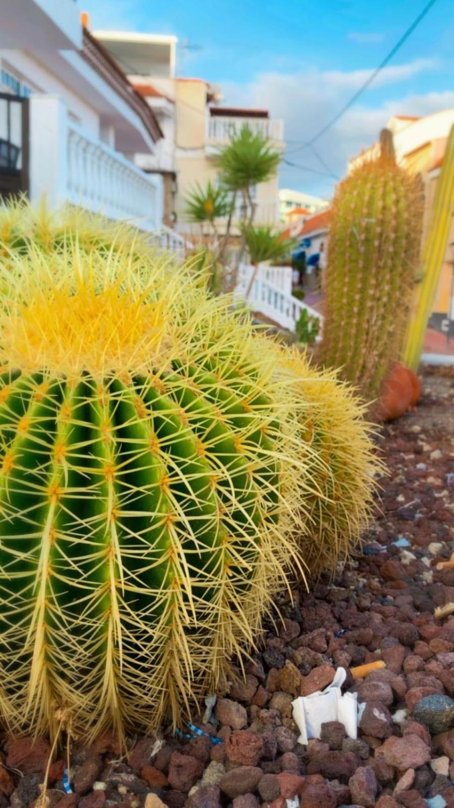 Apartamento Las Palmeritas Palm Mar Tenerife Sur Exterior foto
